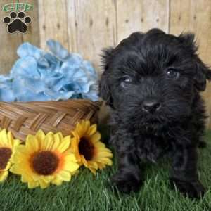 Bronco, Shih-Poo Puppy